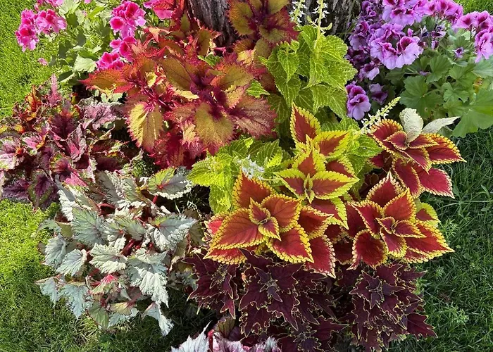 Giardino Di Lei Lägenhet *
